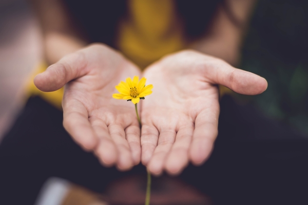 Buttercup held in hands